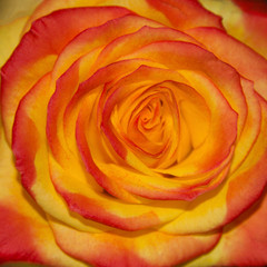 Ready square greeting card, wallpaper, orange rose close-up. macro