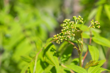 flowers in the garden