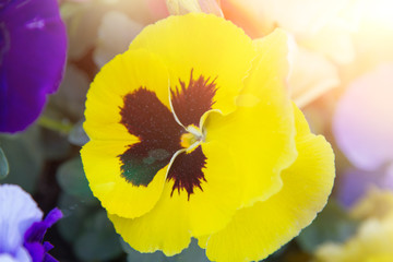 Blooming pansy yellow with black close-up. Ready postcard, wallpaper
