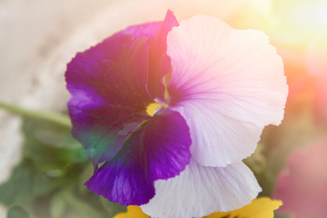 Blooming pansy violet with white close-up. Ready postcard, wallpaper