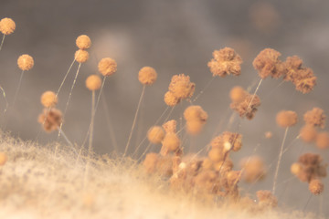 Aspergillus (mold) for Microbiology in Lab.