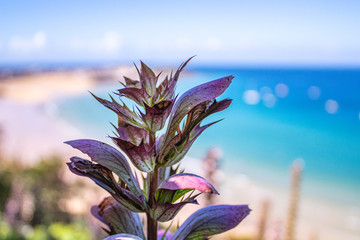 Blue/Purple Flower In Foreground, St. Ives