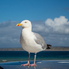 Fototapeta na wymiar Seagull Close-Up