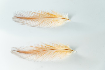 two chicken feather on white background