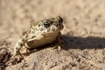 European green toad (Bufo viridis) on the ground close up.