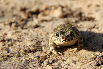European green toad (Bufo viridis) on the ground close up.