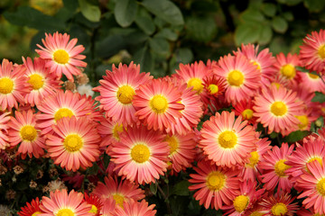 Beautiful yellow orange chrysanthemum as background picture. Chrysanthemum wallpaper, chrysanthemums in autumn.