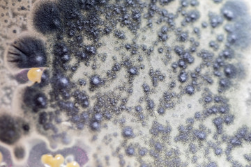 Backgrounds of Characteristics and Different shaped Colony of Bacteria and Mold growing on agar plates from Soil samples for education in Microbiology laboratory.