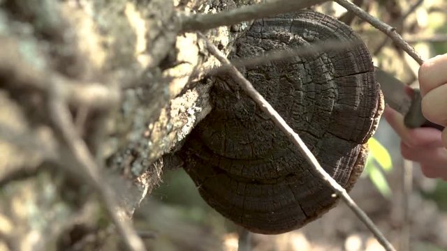 Man's hands harvesting a large cracked cap polypore from a tree trunk with the butt of a knife and examining it.