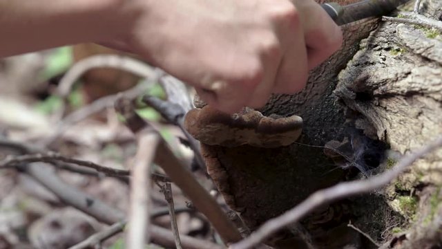 Man's hands trying to harvest a large cracked cap polypore from a tree trunk by hitting it with the butt of a knife.