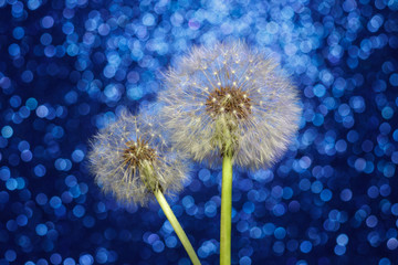 Close-up Dandelion on Bokeh Background of Cool Color.