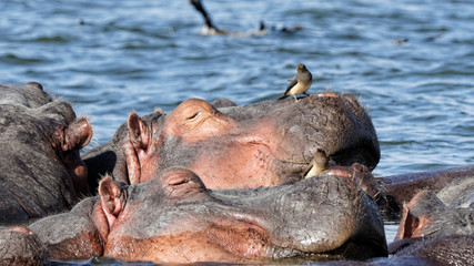 Hippopotames et oiseaux