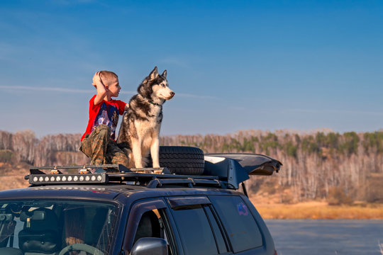 Boy (age 8 Years) In A Red Shirt Sitting On The Roof Of The Car And Hugs His Dog Companions. Siberian Huskies Dogs With A Childs.