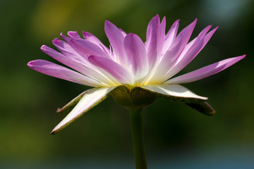 Purple lotus, bright color, natural beauty