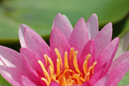 Bright pink lotus pictures Natural beauty