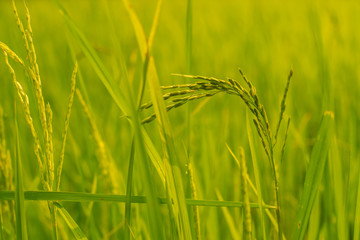 Obraz premium Rice field nature food background 