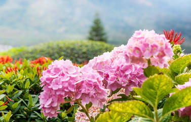 Selective focus of beautiful pink hydrangea in the garden with natural light