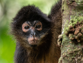Portrait of Monkey in Costa Rica