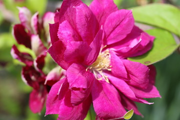 Obraz premium 花 植物