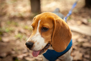 Puppy Beagle dog on a walk early in the morning outdoors .