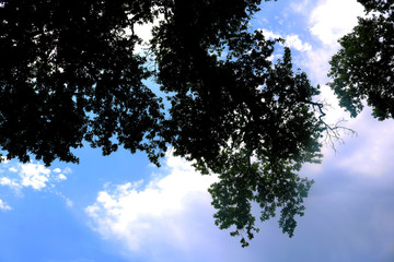 Nature background with branch platanus (sycamore) tree and blue sky