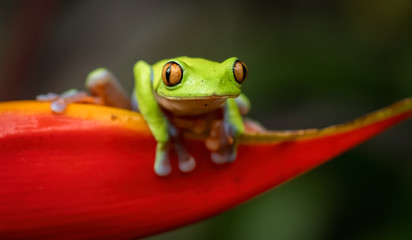 Obraz premium green tree frog in Costa Rica