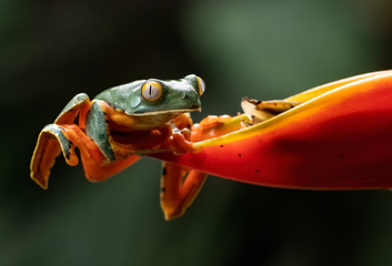 Tree frog on a leaf in Costa Rica