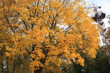 autumn leaves on tree