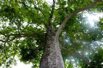 Sycamore (Platanus tree Chinar) tree view from below into the sky. Sycamore tree trunk with...