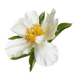 Simple white peony with yellow center isolated on white background.