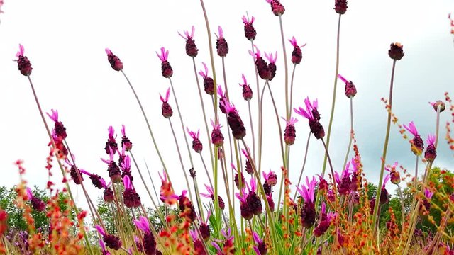 Flores silvestres de Cantueso ( Lavandula stoechas) meciendose con el aire aisladas sobre fondo de cielo blanco