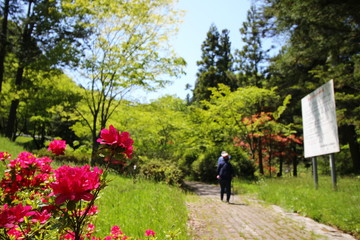 Obraz premium 花 風景