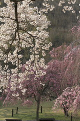 さくらの里の桜