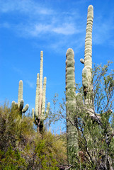 saguaro cactus in the sonora desert in southern Arizona