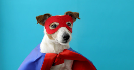 Dog super hero costume. little jack russell wearing a red mask for carnival party isolated blue...