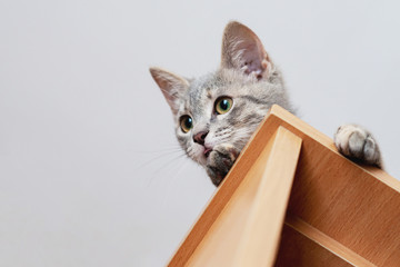 Funny gray kitten sitting on top of furniture. The kitten is looking at the camera. Shallow depth of field