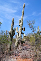 saguaro cactus in the sonora desert in southern Arizona