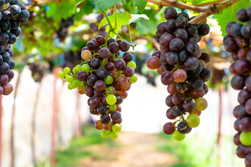 purple red grapes with green leaves on the wine