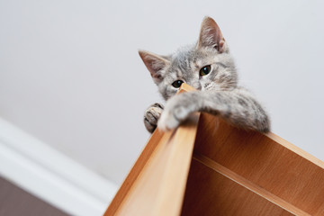 Funny gray kitten sitting on top of furniture. The kitten is looking at the camera. Shallow depth of field