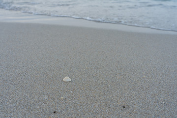 Sea shell on the sand