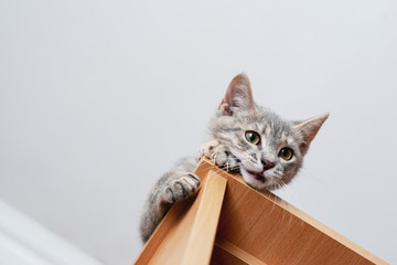 Funny gray kitten sitting on top of furniture. The kitten is looking at the camera. Shallow depth of field
