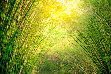 Bamboo forest with  the sun