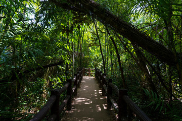 walk way to the jungle