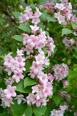 Pink flowers of a veygela garden (Weigela Thunb.)