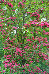 Fototapeta premium Blossoming of a hawthorn blood-red (Crataegus sanguinea Pall.