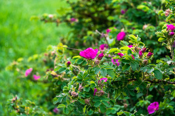 lovely pink rosehip flowers on a warm Sunny day in the city Park