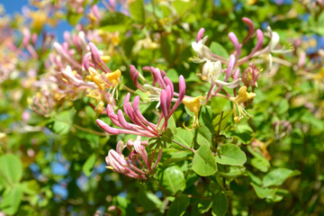 Honeysuckle (Lonicera caprifolium L.). Blossoming