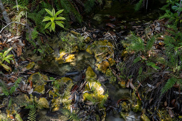 River deep in mountain forest. Nature composition