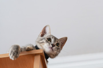 Funny gray kitten sitting on top of furniture. The kitten is looking at the camera. Shallow depth of field