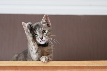 Funny gray kitten wipes his paw face. The kitten is looking at the camera. Shallow depth of field